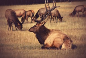 Best Elk Hunting Rifle Options