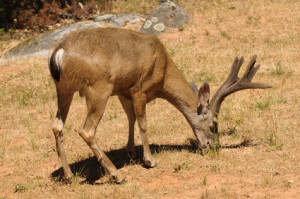 Blacktail deer feeding