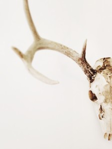 Deer Antlers