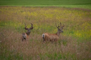 Deer Hunting Guide