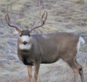 Mule Deer