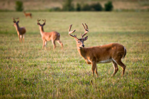 Whitetail Deer