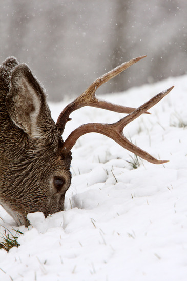 Buck in Cold Winter Weather