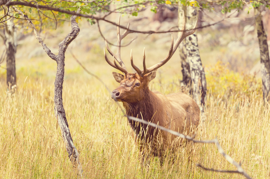 Elk Hunting