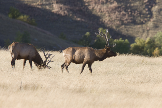 Elk Hunting Equipment