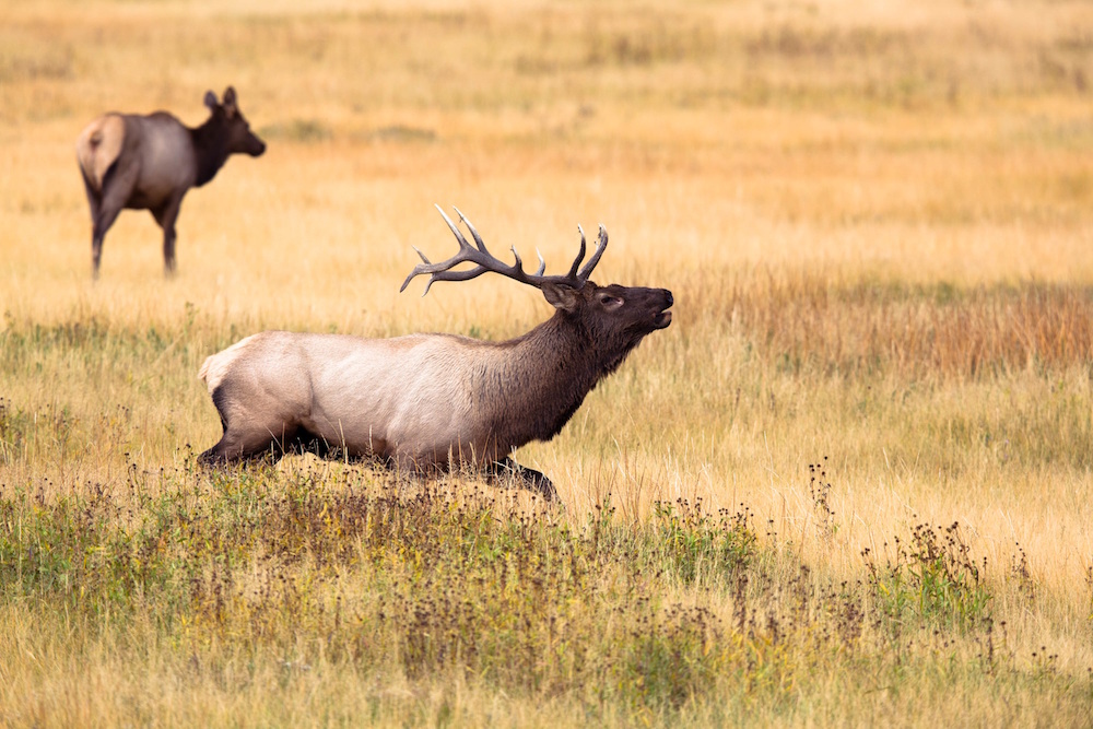 Elk Running from Hunters