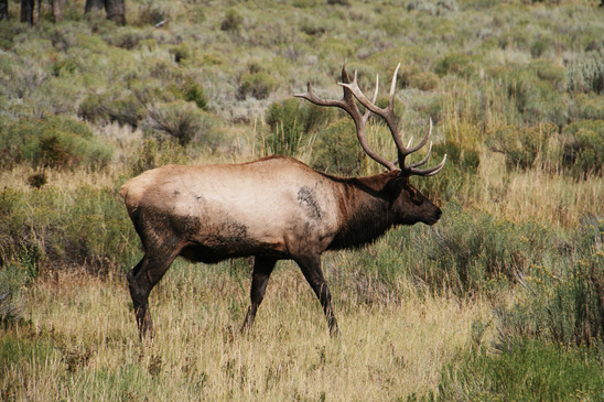 Elk Caught by Trail Camera