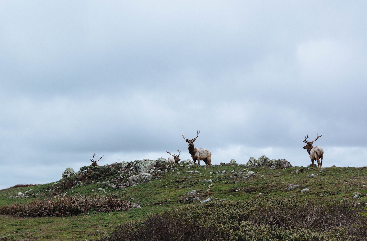 Four Bull Elk on Alert