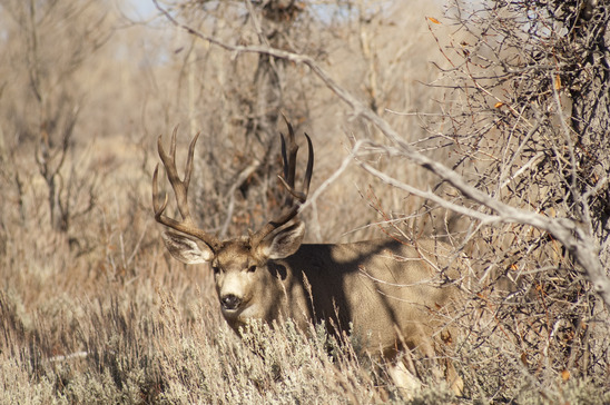 Mule Deer Hunting States