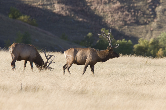 Two Bull Elk Shot Placement