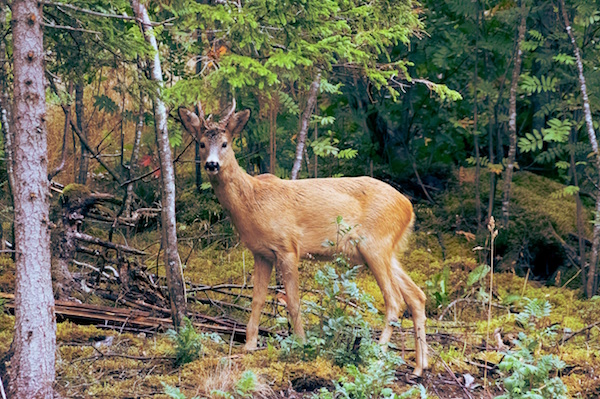 Young Buck