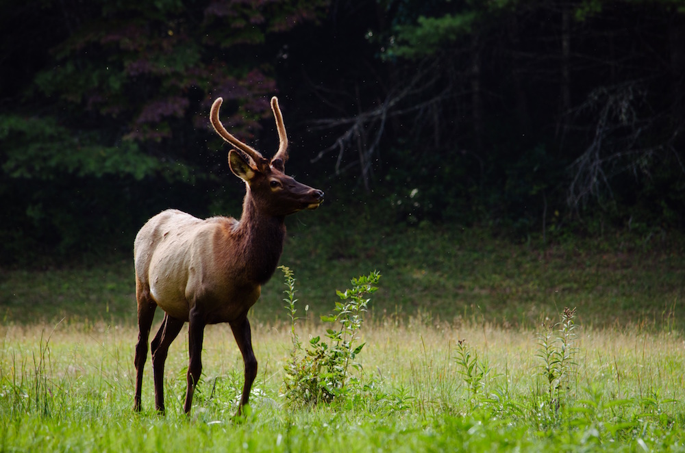 Young Bull Elk