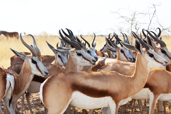 Antelope Herd