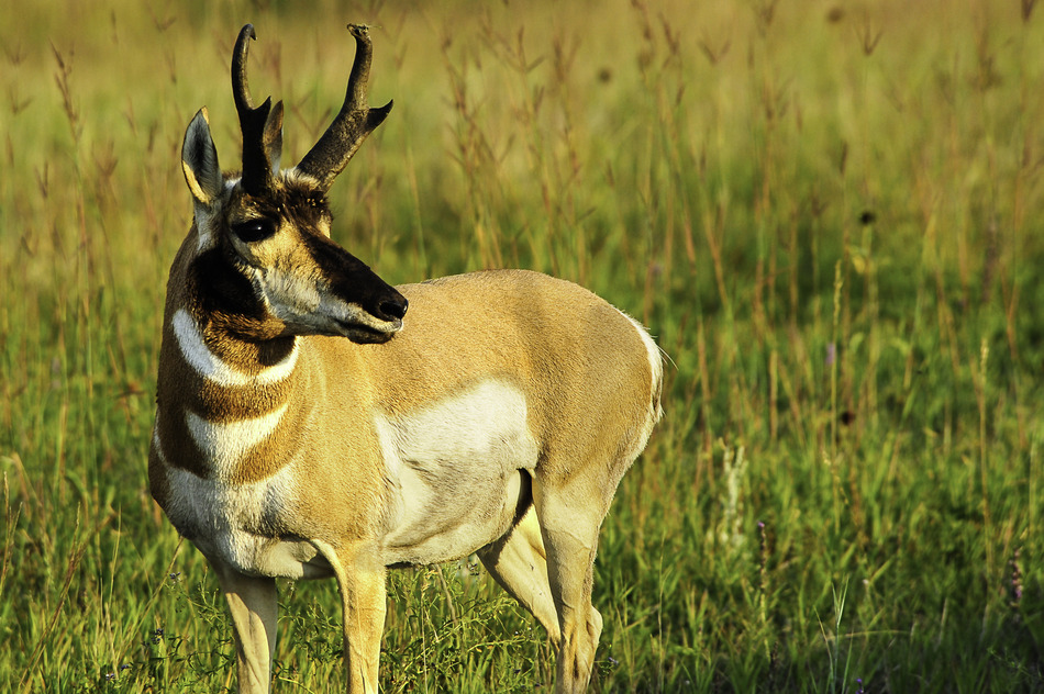 Antelope Hunting Tips