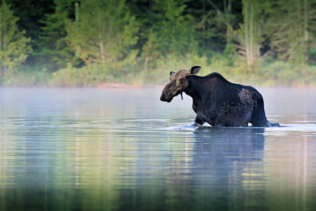 Cow Moose in River