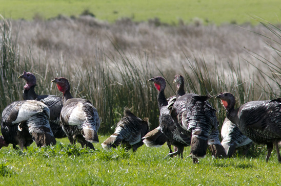 Flock of Turkeys