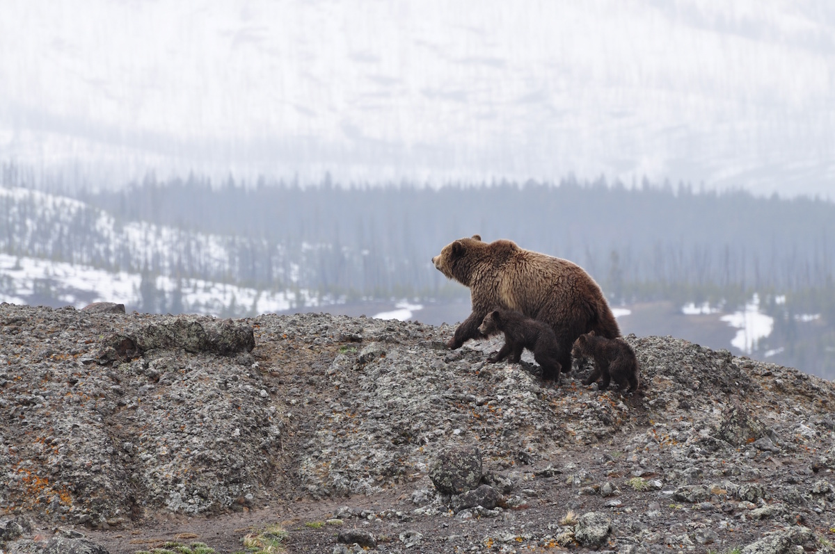 Grizzly Bear with Cubs