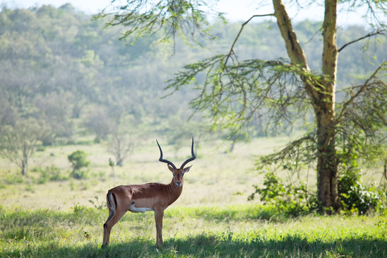 Male Pronghorn Antelope