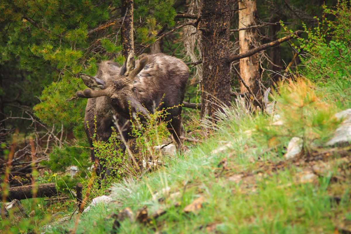 Moose with Velvet Antlers