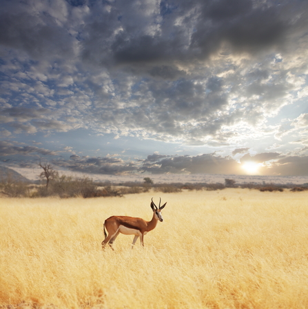 Pronghorn in A Field