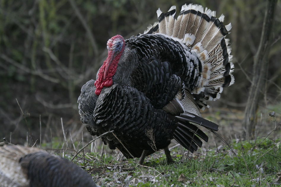 wild turkey hunting tips