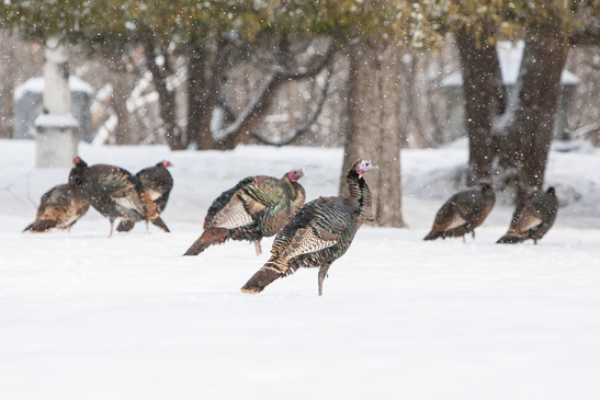 Turkey Hunting in the Winter and Snow
