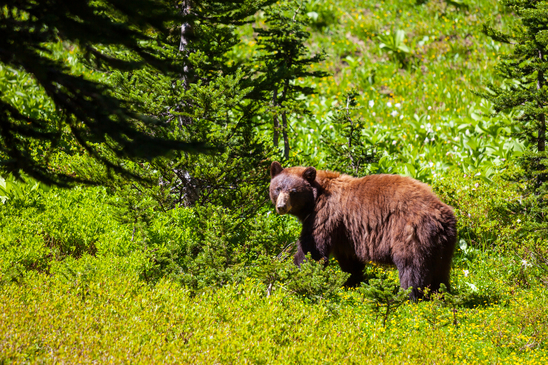 black bear hunting