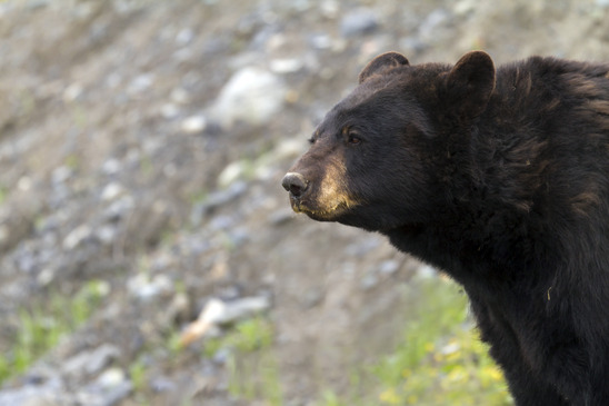 black bear in the mountains