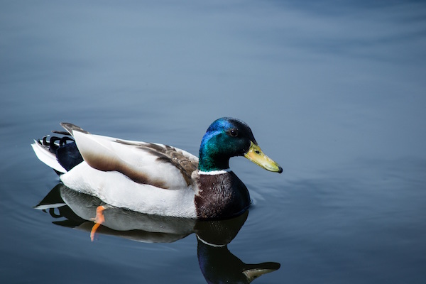 Mallard