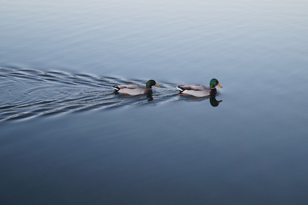 Two Mallards Swimming