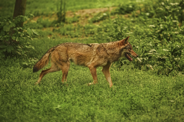 Coyote in the Forest