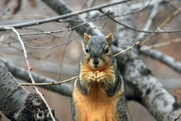 Fox Squirrel Hunting Tips