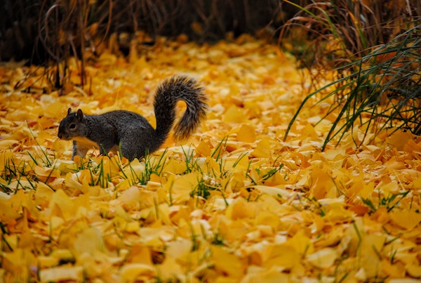 Squirrel in leaves