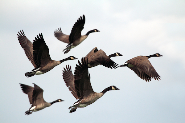 6 Best Goose Calls