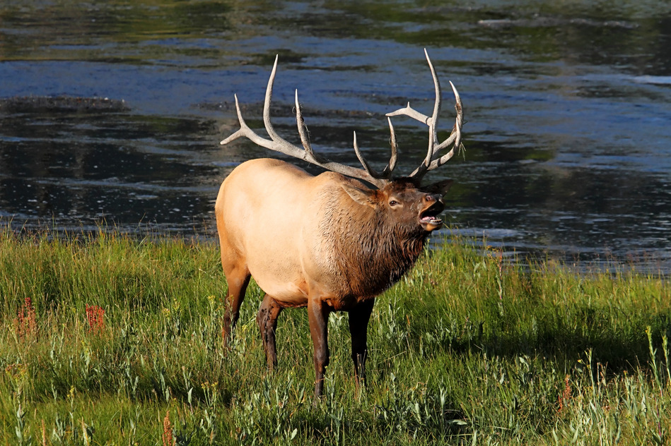 20 Elk Hunting Tips