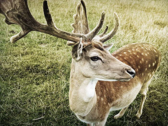 Whitetail Buck with Spots