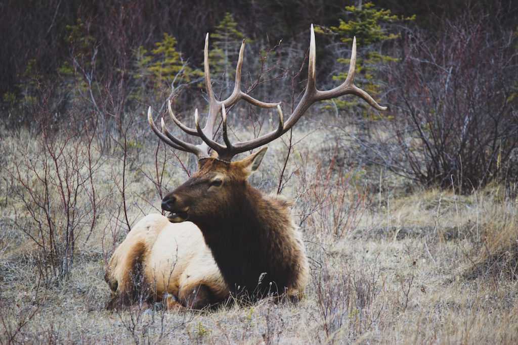 Best Elk Hunting States