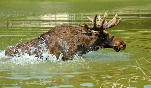 Bull Moose Swimming