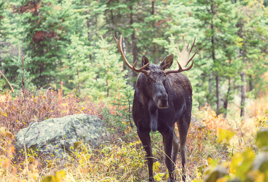 Bull Moose with Antlers