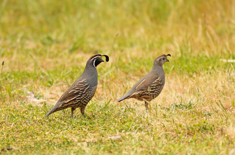 Quail