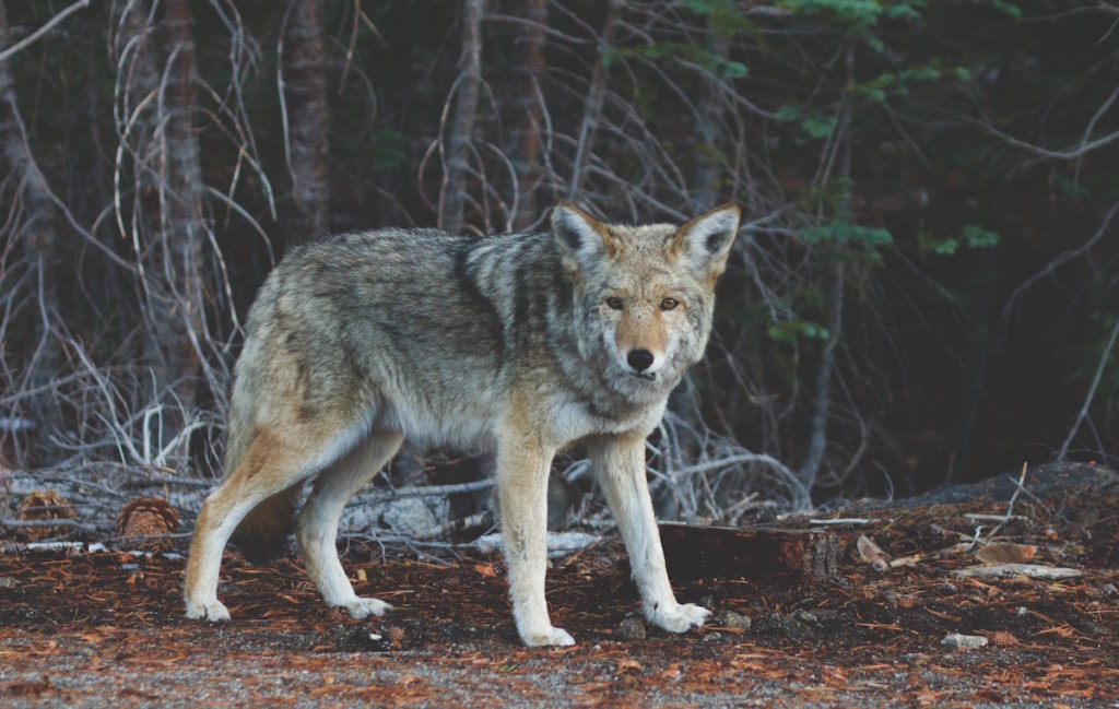 Coyote Hunting