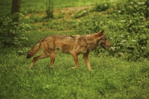 Coyote in the Forest