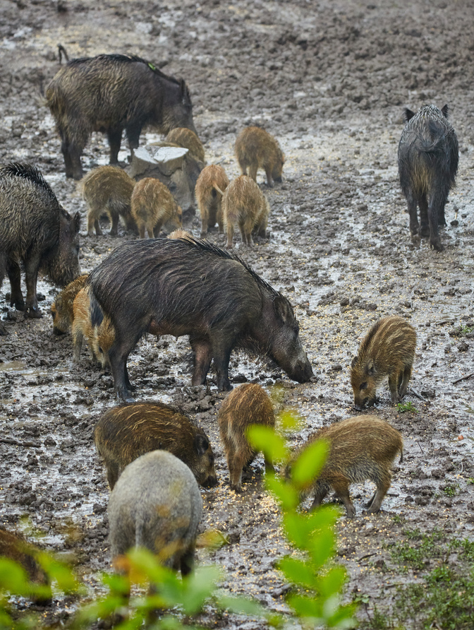  Famiglia di maiali selvatici 
